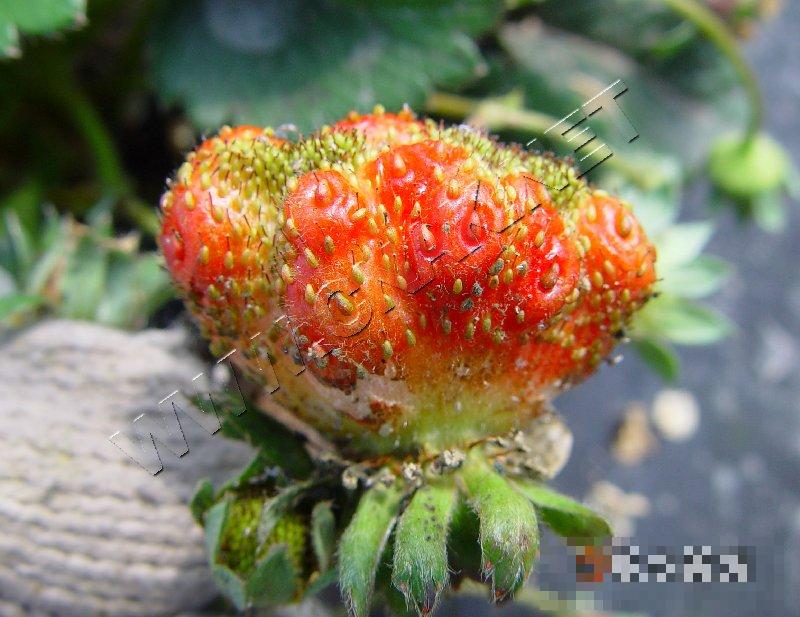 草莓畸形果