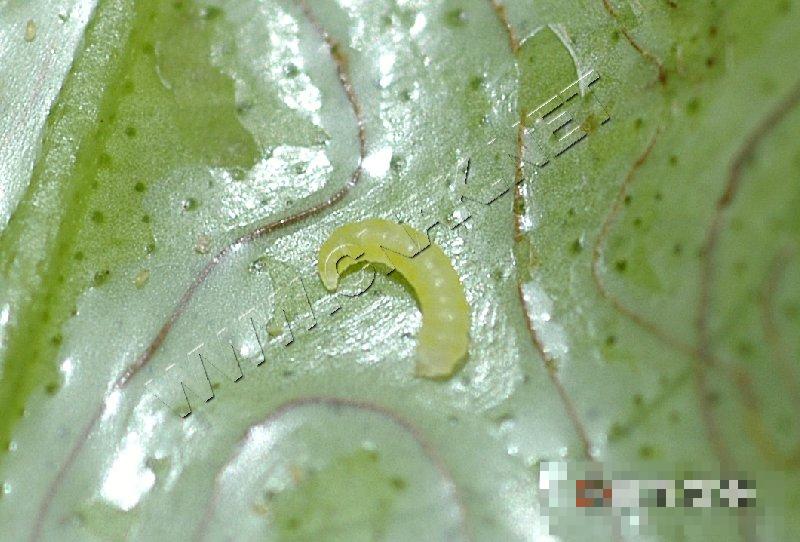 柑橘潜叶蛾