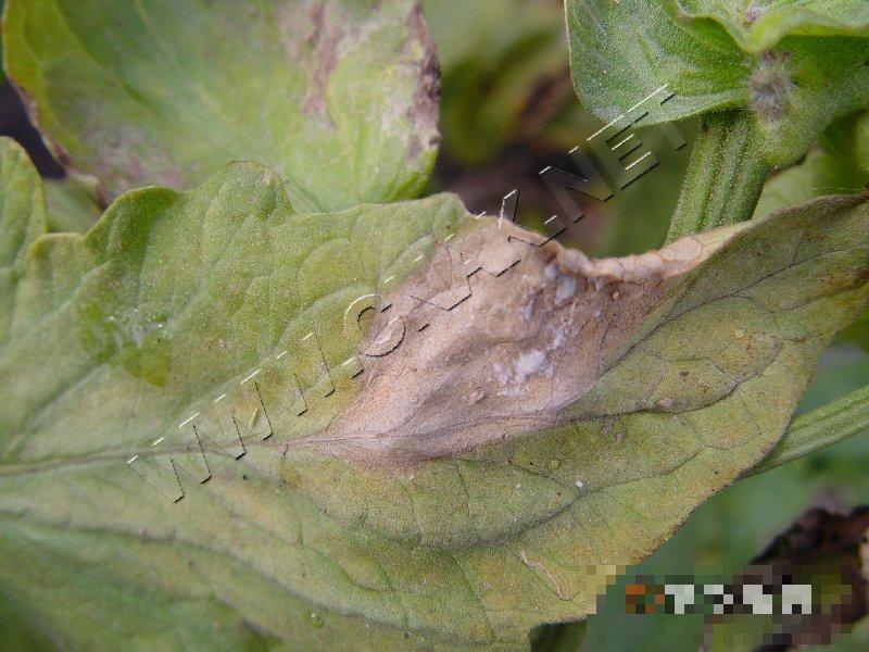 番茄菌核病