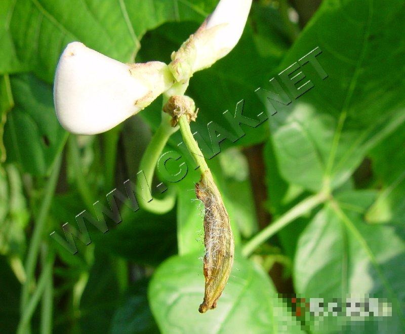 菜豆根霉软腐病