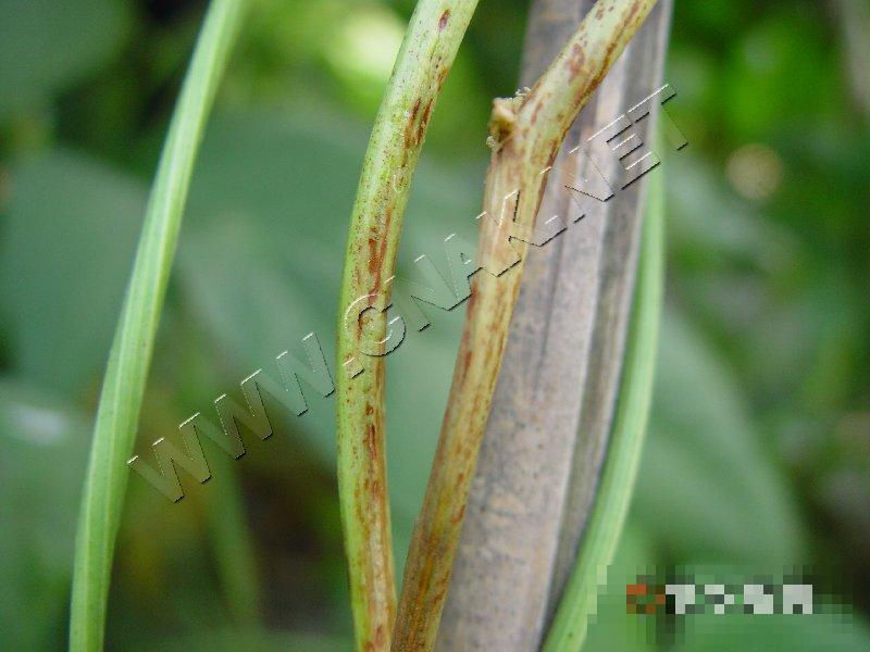 豇豆茎枯病