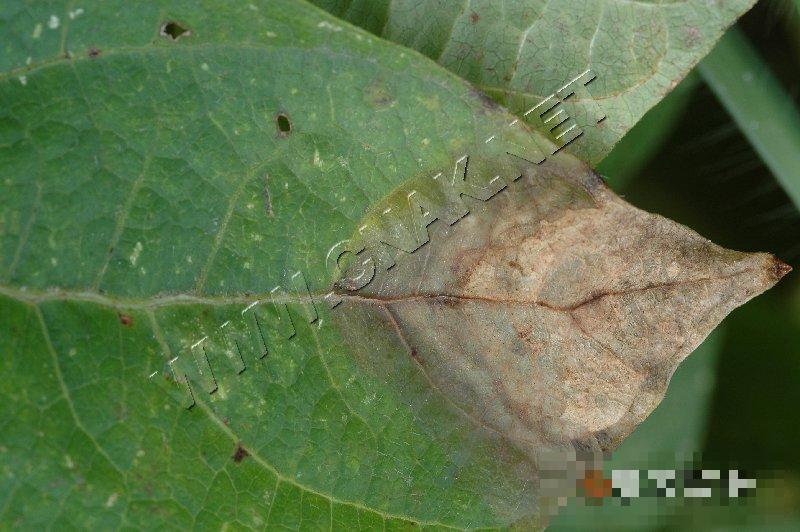 菜豆细菌性疫病