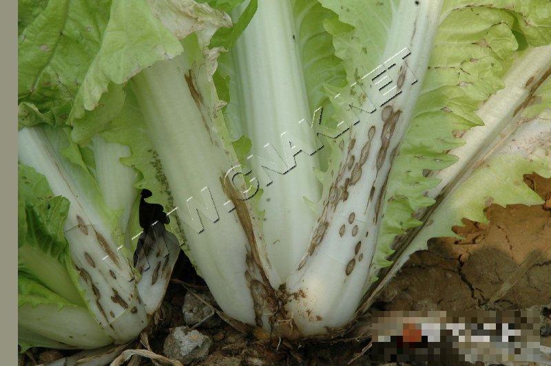 大白菜炭疽病