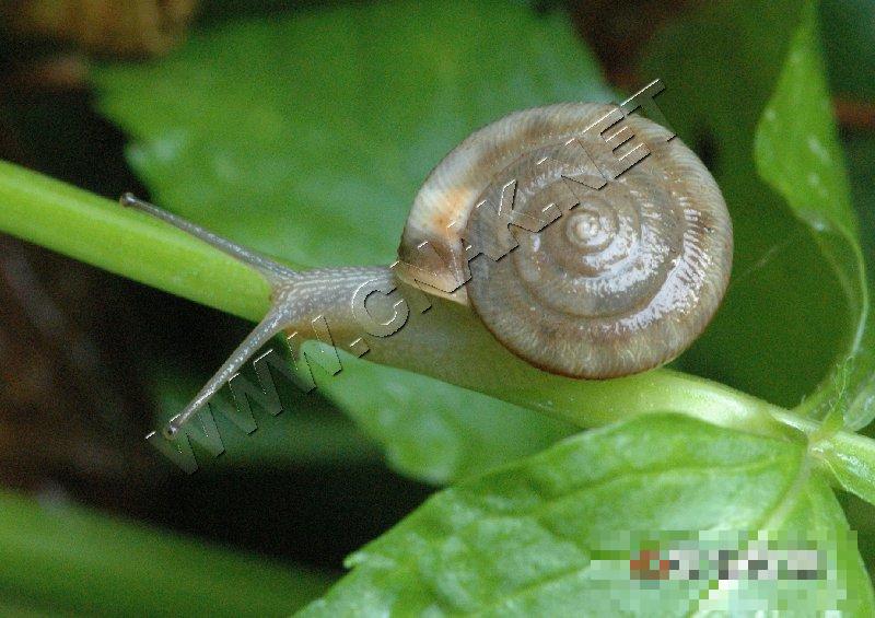 同型巴蜗牛
