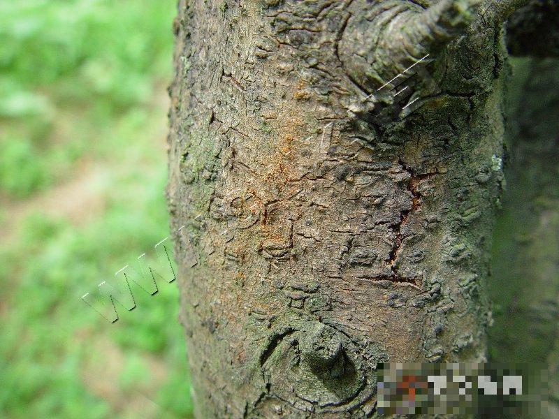 桃树腐烂病