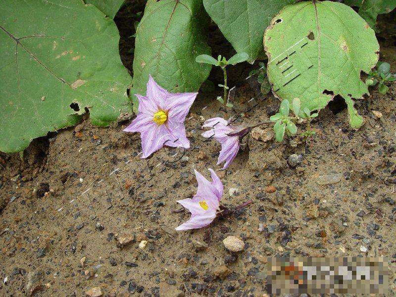 茄子落花