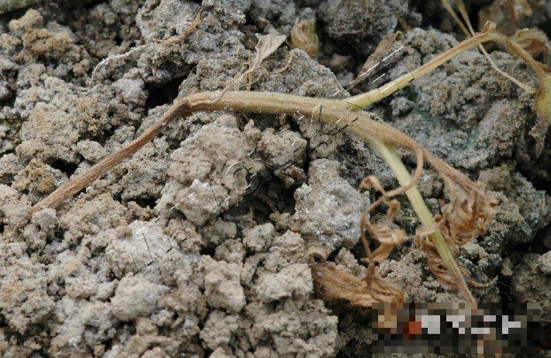 番茄茎基腐病
