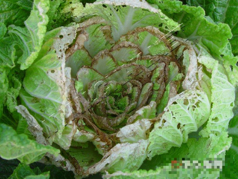 大白菜干烧心病