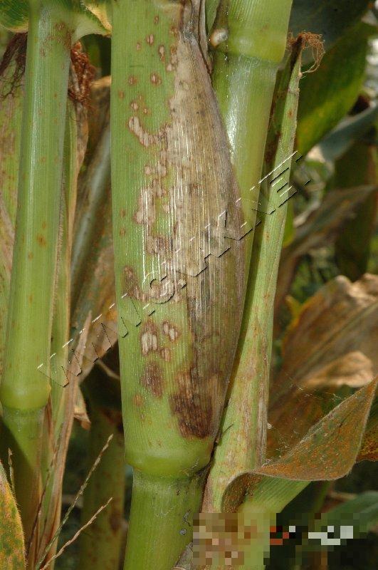 玉米链格孢菌叶枯病