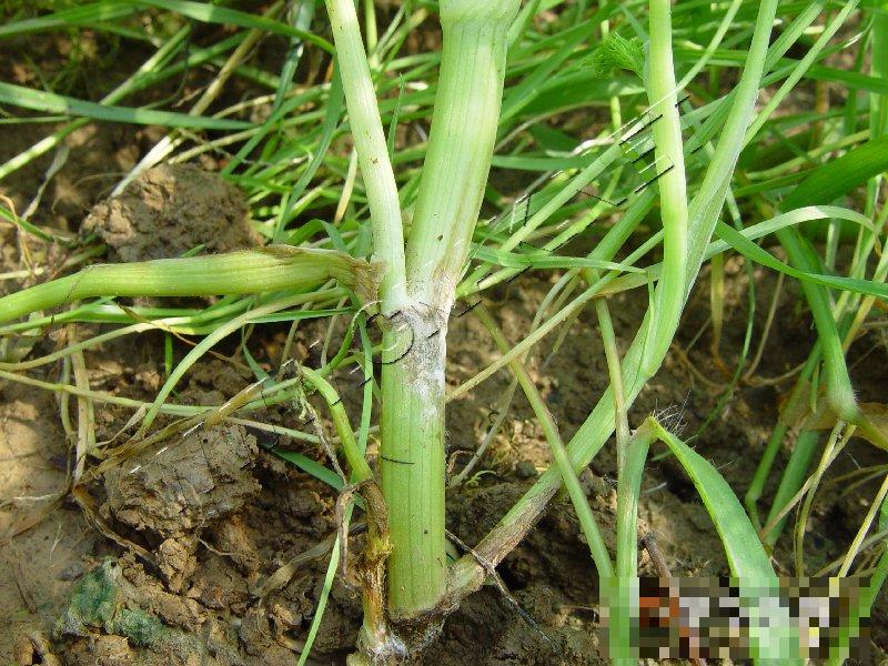 茴香菌核病