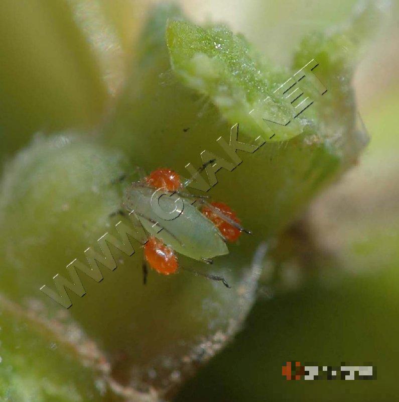 麦长管蚜