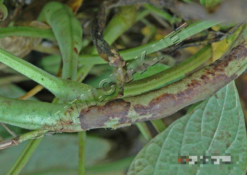 菜豆细菌性疫病