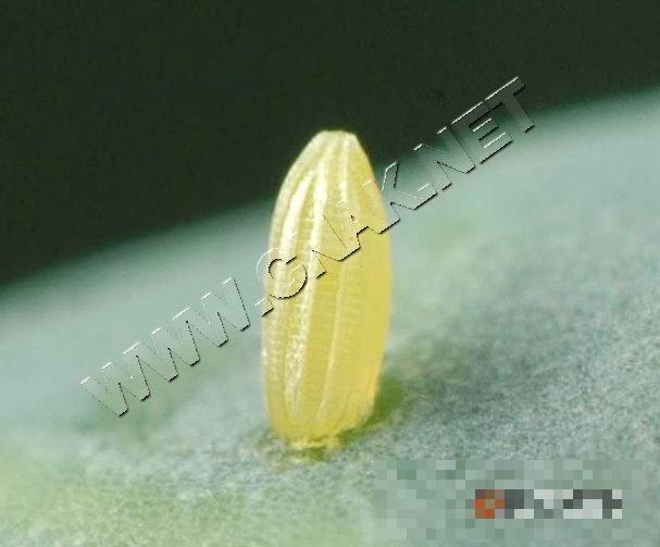 菜粉蝶