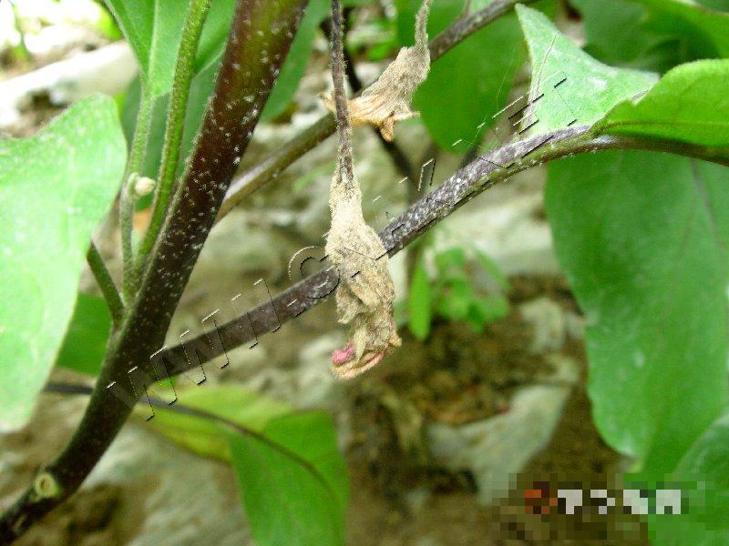 茄子灰霉病