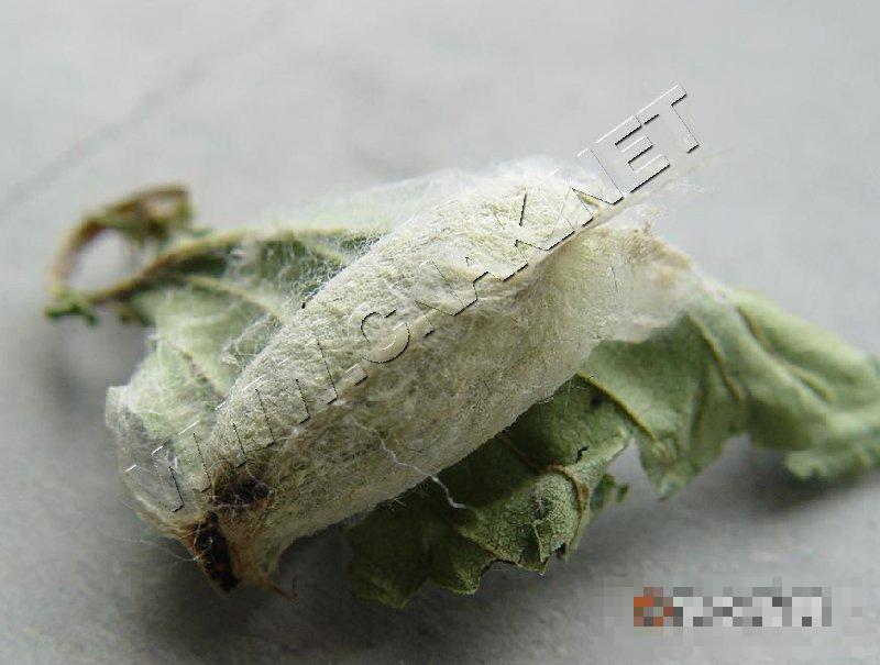 黄褐天幕毛虫