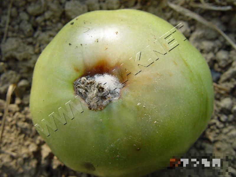 番茄丝核菌果腐病