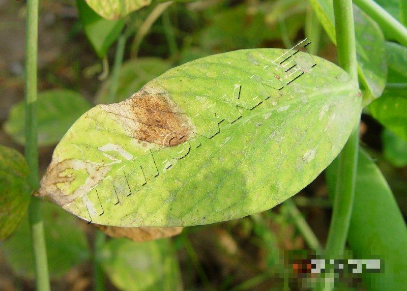 豌豆褐纹病