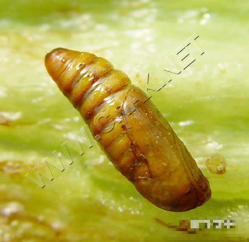烟青虫