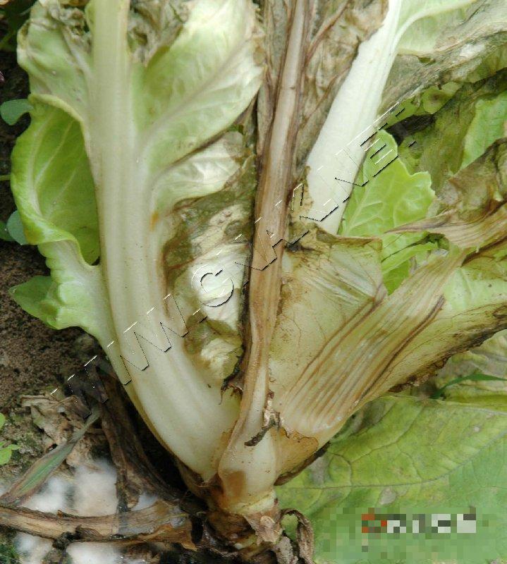 大白菜褐腐病