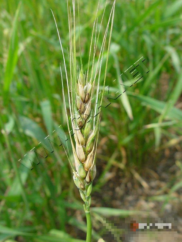 小麦颖枯病
