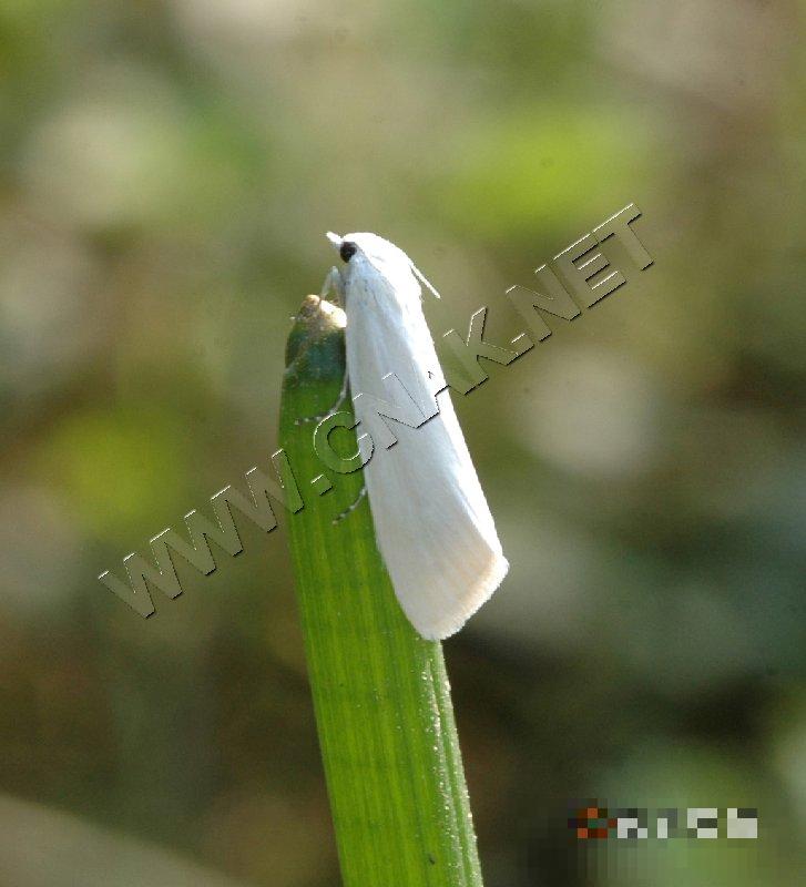 荸荠白禾螟