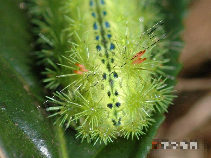 丽绿刺蛾