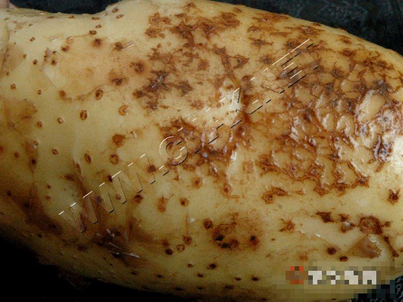 马铃薯粉痂病