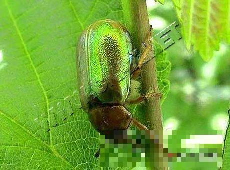 苹毛丽金龟