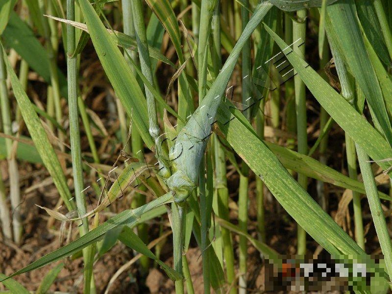 小麦霜霉病
