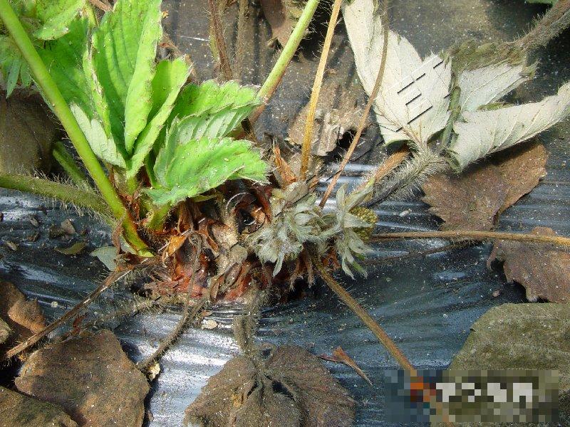 草莓(丝核菌)芽枯病