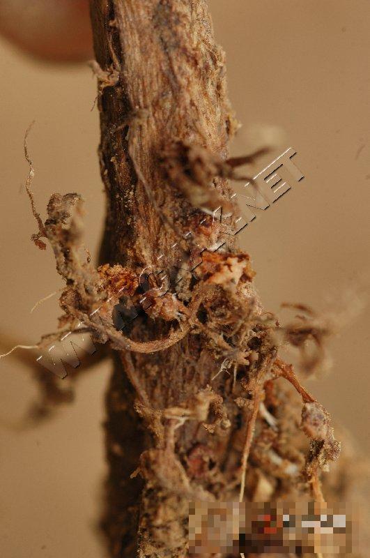 大豆菌核疫病