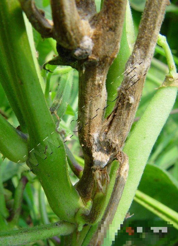 菜豆菌核病