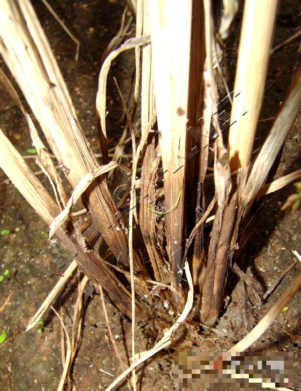 水稻菌核秆腐病