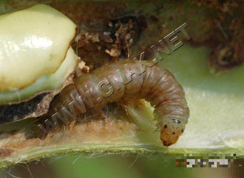 大豆食心虫