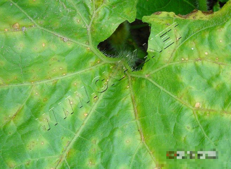 冬瓜细菌性角斑病