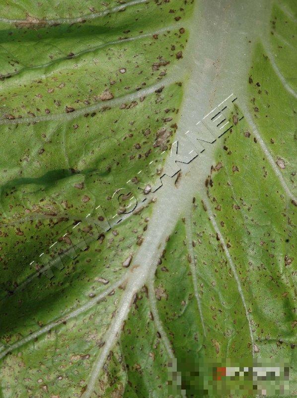 大白菜细菌性黑斑病
