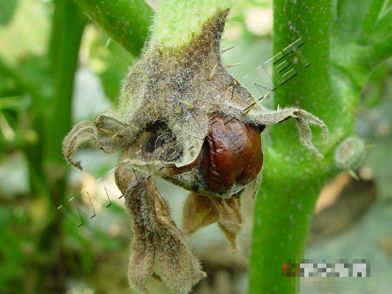 茄子花腐病