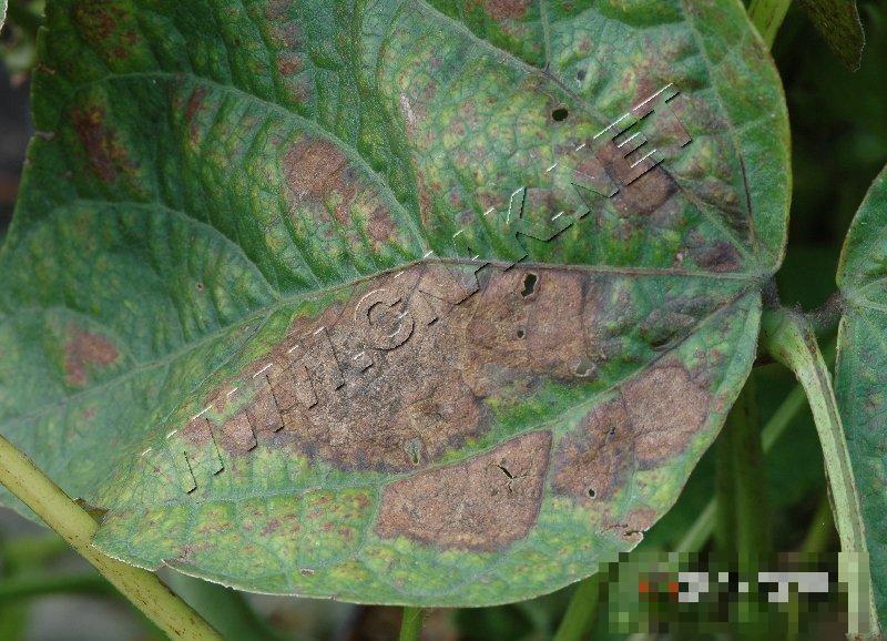 菜豆炭疽病