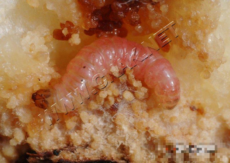 桃小食心虫