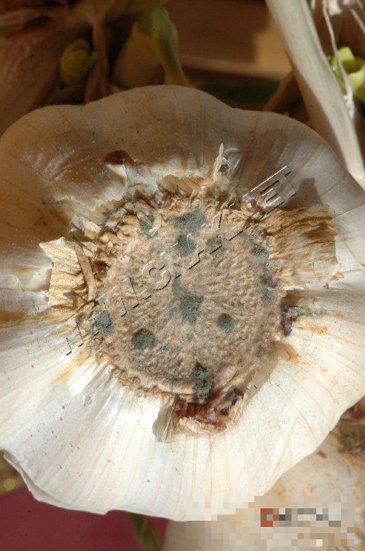 大蒜青霉病