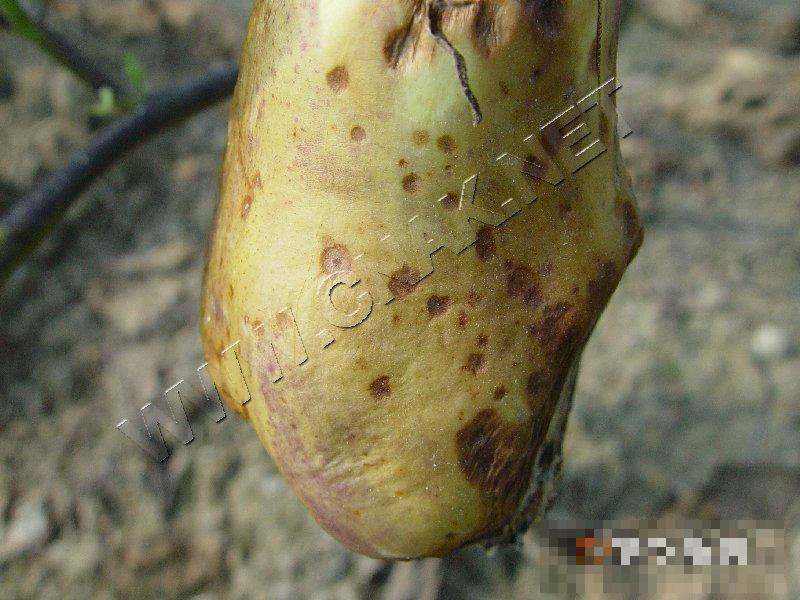 茄子叶霉病