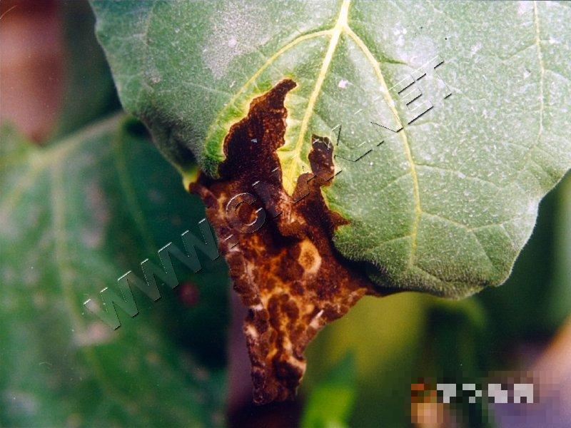 茄子拟黑斑病