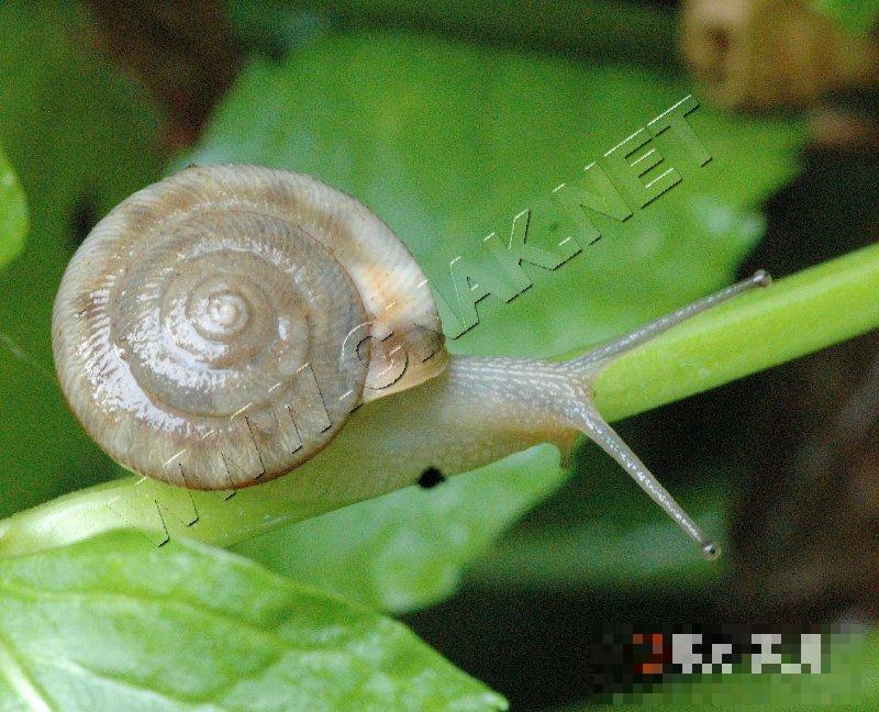 同型巴蜗牛