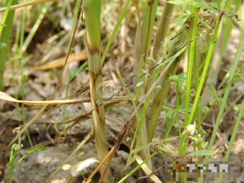 小麦纹枯病