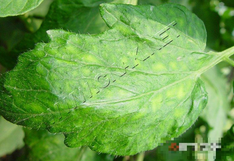 番茄花叶病毒病