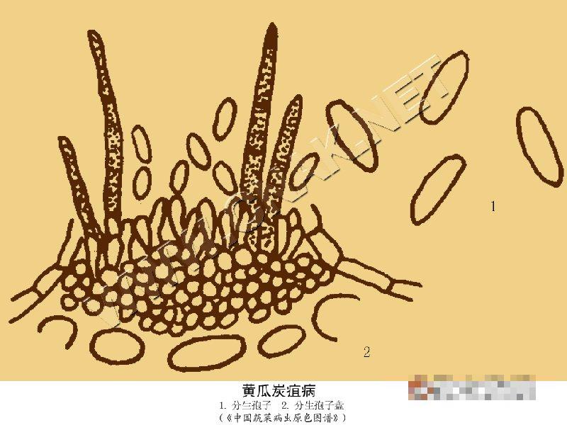 黄瓜炭疽病
