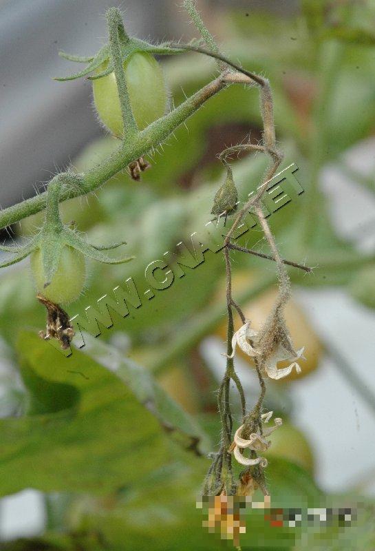 番茄灰霉病