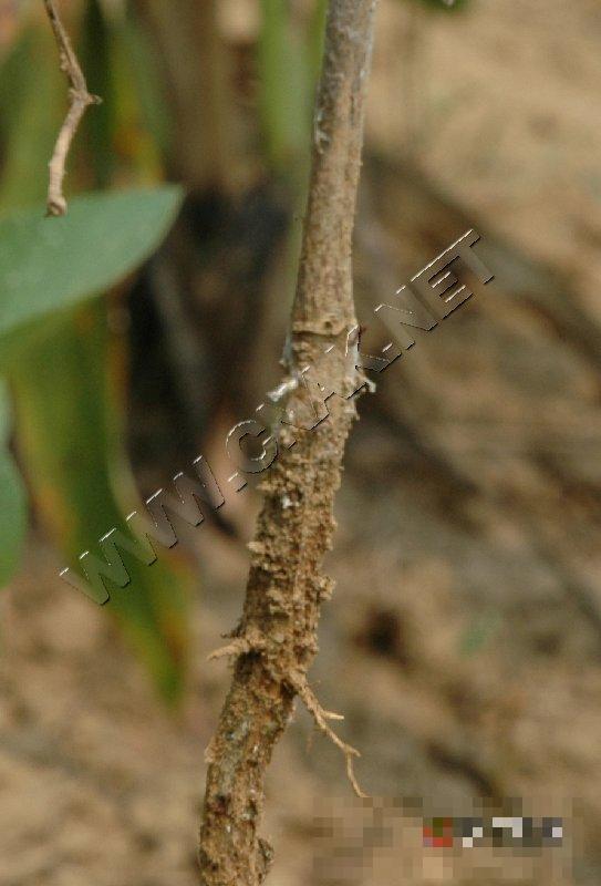 大豆菌核病
