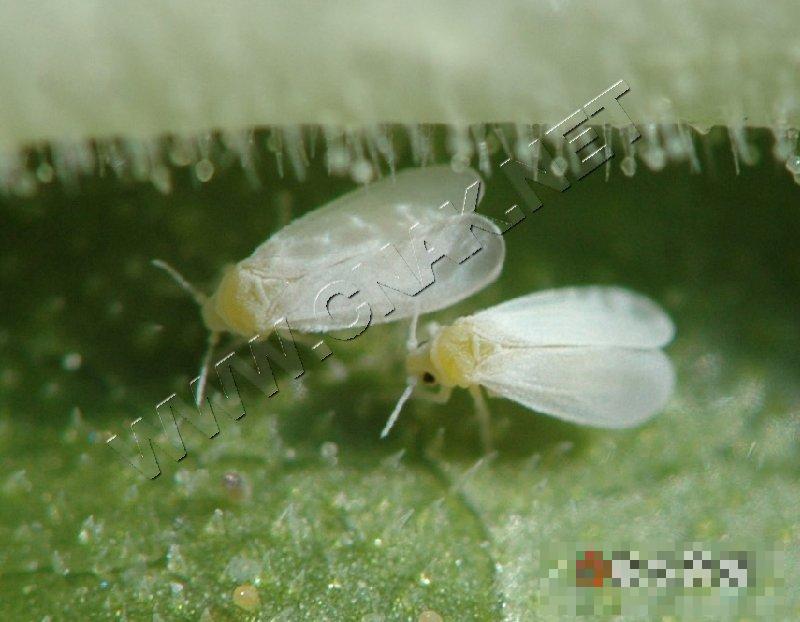 温室白粉虱