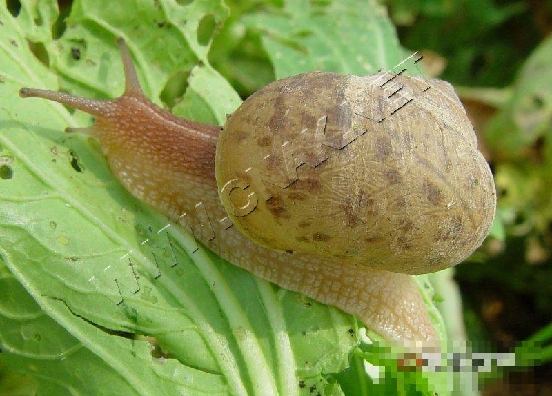 灰巴蜗牛